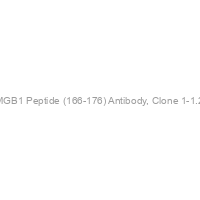 Anti-HMGB1 Peptide (166-176) Antibody, Clone 1-1.2.11.P2